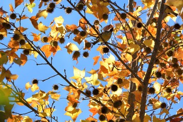 Maple Leaf is Autumn background with red & yellow leaves.(Wuling Farm in Taichung,Taiwan)