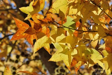 Maple Leaf is Autumn background with red & yellow leaves.(Wuling Farm in Taichung,Taiwan)