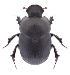 Beetle Onthophagus amyntas on a white background
