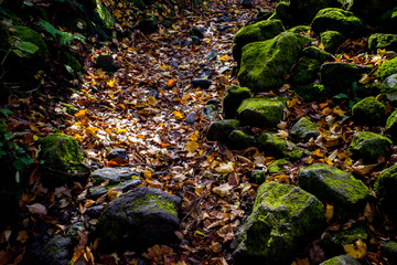 大山行者コースの秋（大山隠岐国立公園/鳥取県）