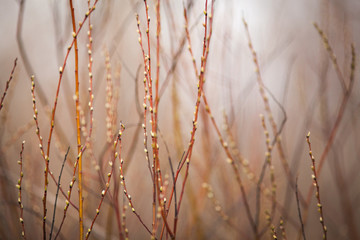 Obraz premium Canada