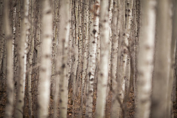 Obraz premium Canada