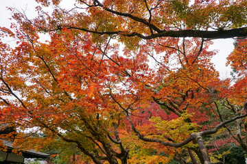 銀閣寺 / Ginkakuji Temple