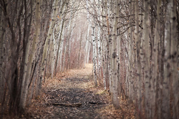 Fototapeta premium Canada