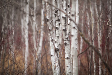 Obraz premium Canada