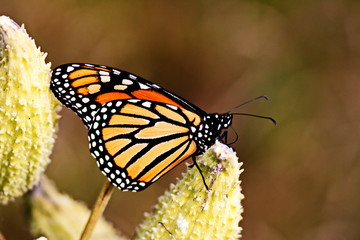 Monarch Butterfly