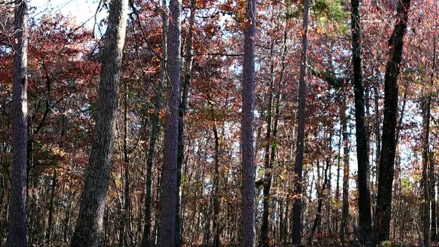 Colorful leaves fall and flutter from trees as an autumn wind blows