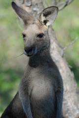 kangaroo joey eating grass - Australia 