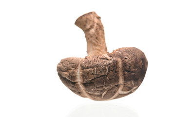 Shiitake mushrooms isolated on the white background.