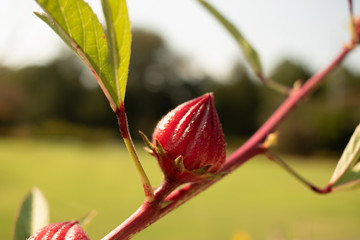 red and yellow flower