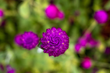 Fototapeta premium purple flower in the garden