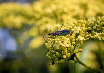 grasshopper on a flower