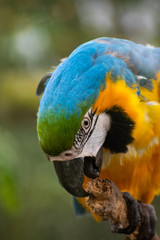 angry parrot in the woods