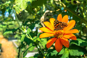 Butterfly on an Orange Flower