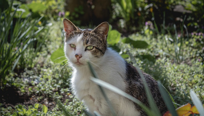 cat in garden