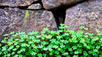 Green plants at a stone wall, countryside typical view.
