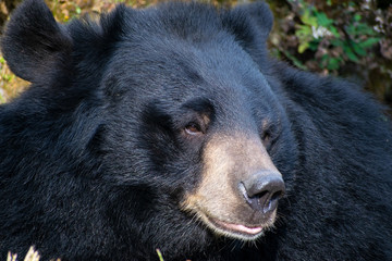 black bear in the forest