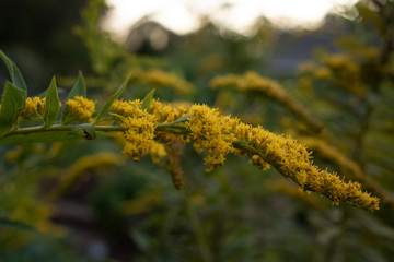 Yellow Flower in the felid
