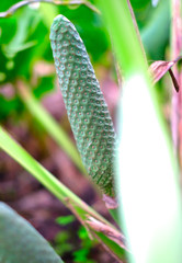 Monstera (Monstera deliciosa) fruits and blurred flowers in their natural habitat.