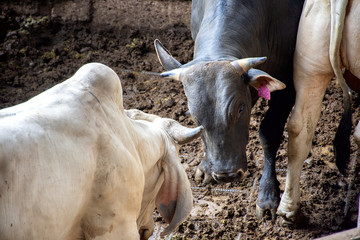 Toro de Carne de Subasta