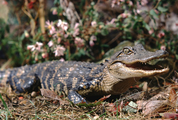 Obraz premium American Alligator (Alligator Mississippiensis) Baby Gator