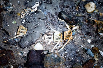 Fish bones skeleton on rocks