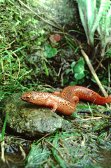 Black-Chinned Red Salamander (Pseudotriton Ruber Schencki)