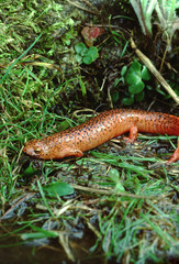 Black-Chinned Red Salamander (Pseudotriton Ruber Schencki)