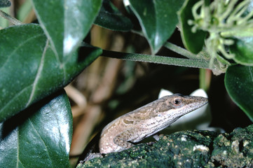 Carolina Anole (Anolis Carolinensis)