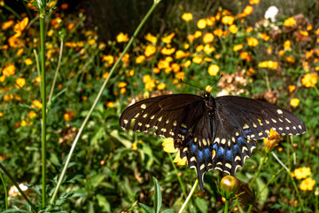 Butterfly in the Garden