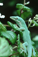 Carolina Anole (Anolis Carolinensis)