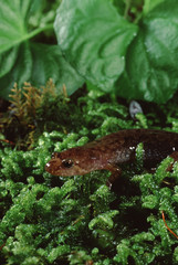Dusky Salamander (Desmognathus Fuscus)