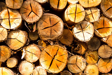 Naklejka premium Stacked Logs Ready to Sell - Stacked Timber on Farm