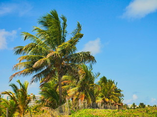 Naklejka premium Palmz