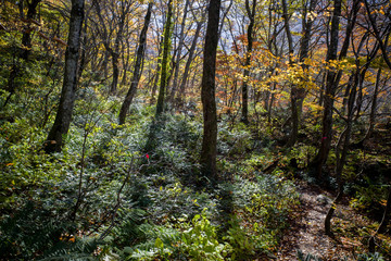 大山行者コースの秋（大山隠岐国立公園/鳥取県）