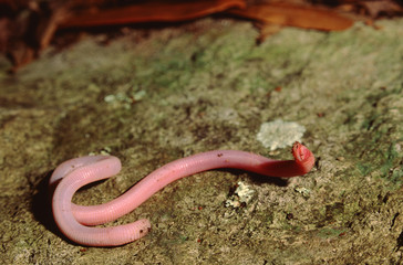 Florida Worm Lizard (Rhineura Floridana)