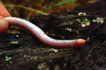 Florida Worm Lizard (Rhineura Floridana)