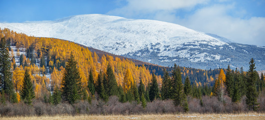 Panoramic autumn view, sunny day.  Nature of Siberia, wild place. Mountain taiga, snow-capped peaks.