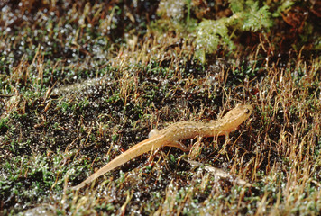 Ocoee Mountain Dusky Salamander (Desmognathus Ocoee)