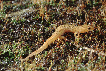 Ocoee Mountain Dusky Salamander (Desmognathus Ocoee)