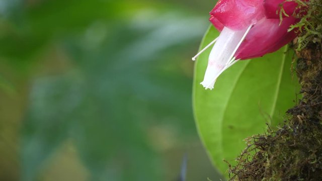 Hummingbirds: several Velvet-purple Coronets (Boissonneaua jardini) competing for nectar from a Cavendishia flower, near Mindo on the western slopes of the Andes, Ecuador
