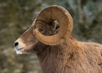 Rocky Mountains Bighorn sheep