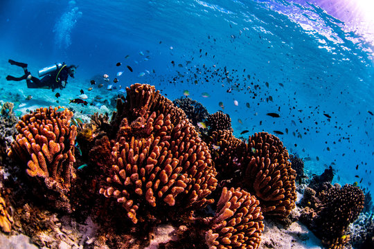 Scuba diving in Tonga with tropical fish
