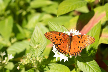 Orange butterfly on a white flower