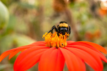 Yellow and black bee on an orange flower