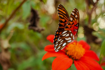 Fototapeta na wymiar Orange and black butterfly on an orange flower