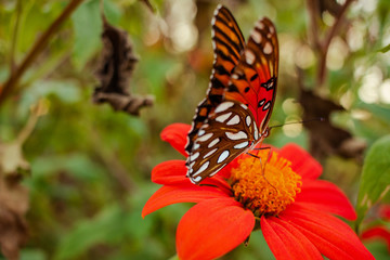 Orange and black butterfly on an orange flower