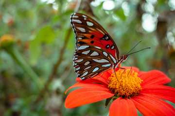Orange and black butterfly on an orange flower