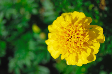 花　素材