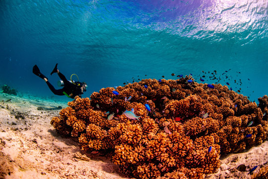 A diver exploring a coral reef in Tonga